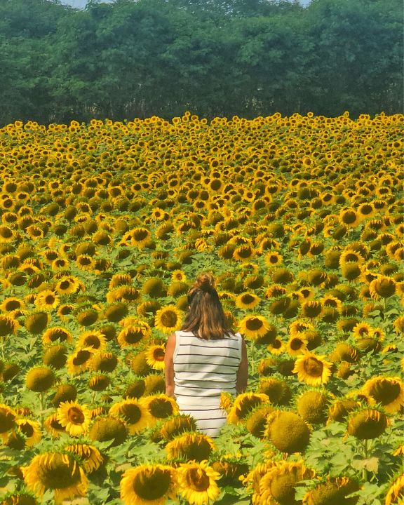 Girasoles entre semana