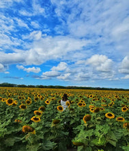 Girasoles entre semana