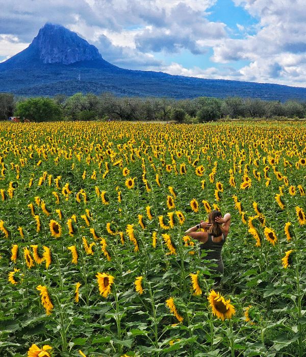 Girasoles entre semana