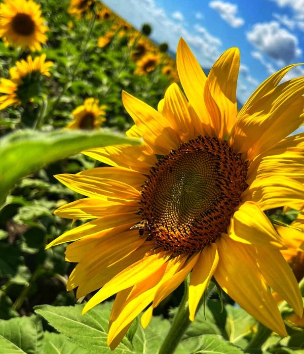 Girasoles entre semana