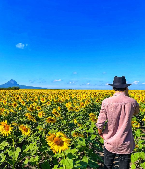 Girasoles entre semana