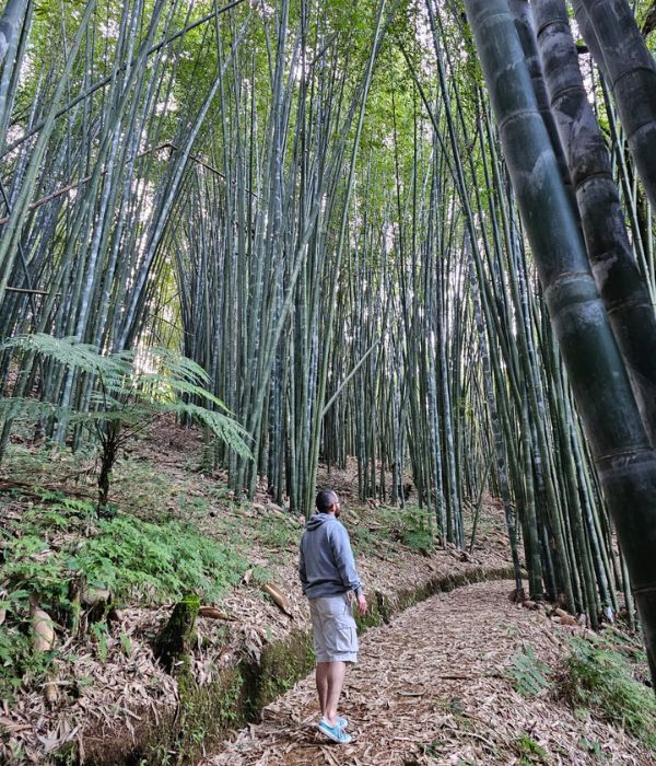 Luciérnagas y Bambú