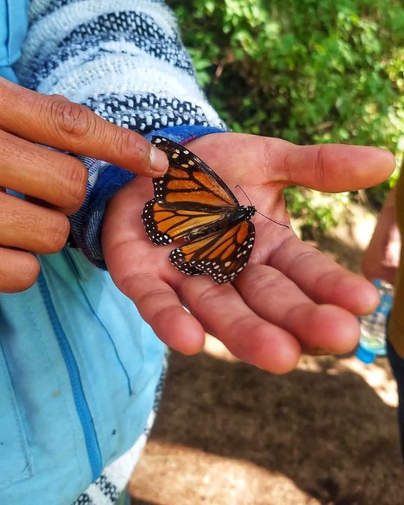 Mariposa Monarca