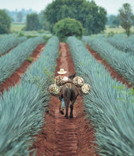 Campos de agave de arandas