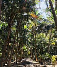 camino lleno de palmeras al interior de la isla lobos